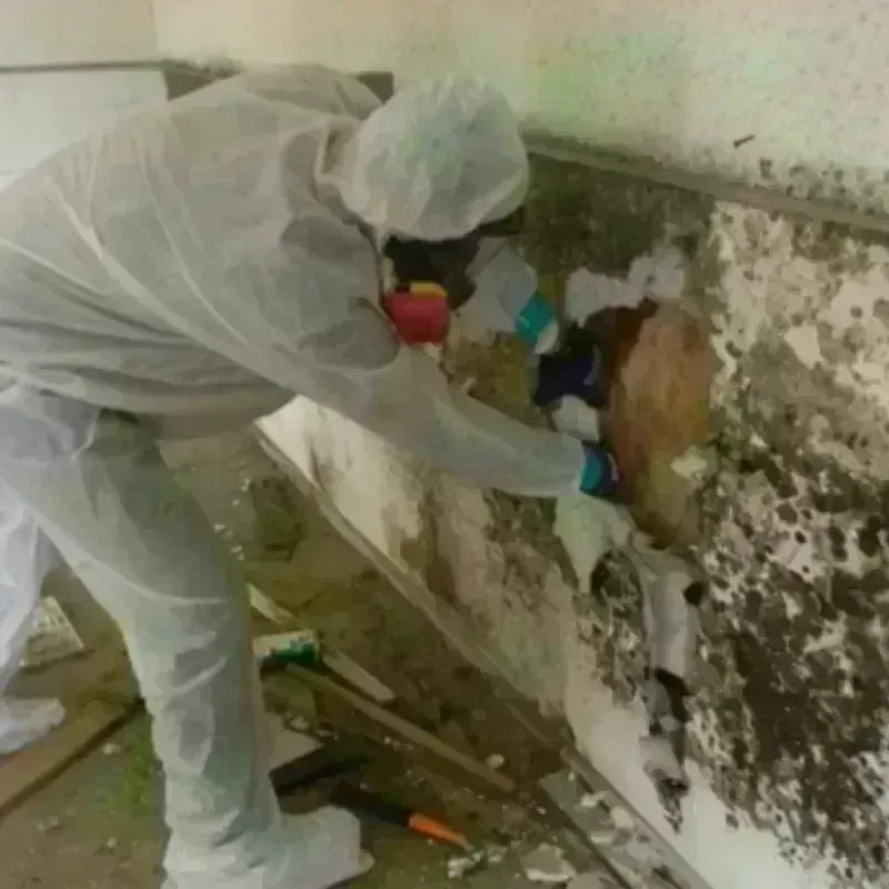 Mold Remediation and Removal in Hollister, CA